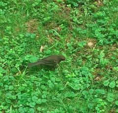 Turdus merula