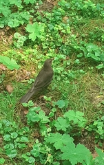 Turdus merula