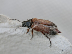 Cebrio