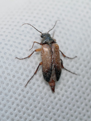 Cebrio
