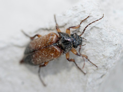 Cebrio