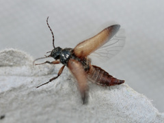 Cebrio