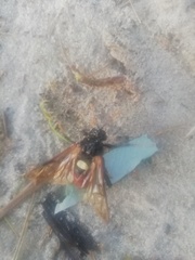 Cimbex femoratus