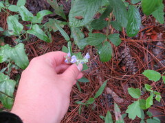 Scutellaria mellichampii