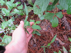 Scutellaria mellichampii