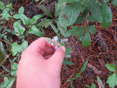 Scutellaria mellichampii