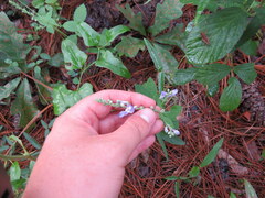 Scutellaria mellichampii