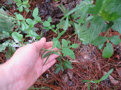 Scutellaria mellichampii