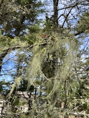 Usnea trichodea