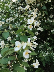 Philadelphus coronarius