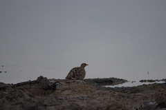 Pterocles bicinctus bicinctus