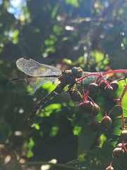 Onychogomphus forcipatus