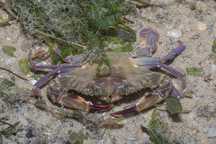 Charybdis hellerii
