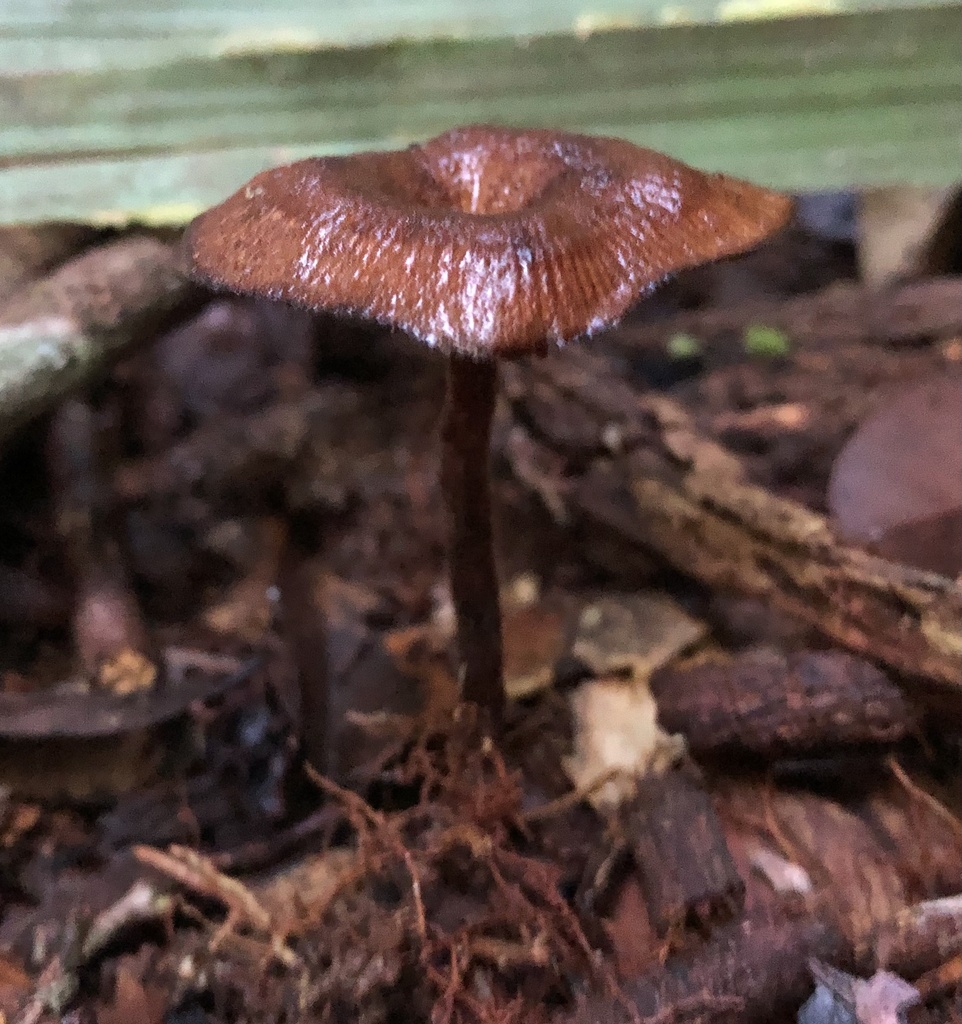 Panus capelariae