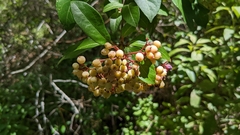 Viburnum nudum