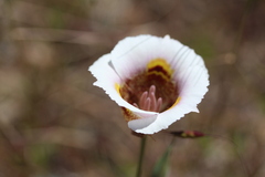 Calochortus superbus