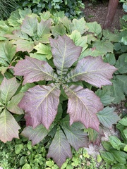 Rodgersia