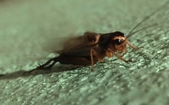 Teleogryllus occipitalis