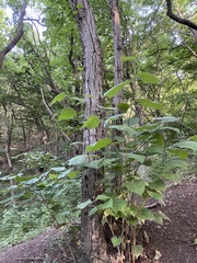 Tilia miqueliana