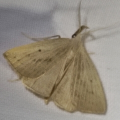 Macrochilo cribrumalis