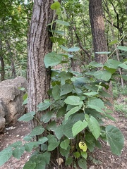 Tilia miqueliana