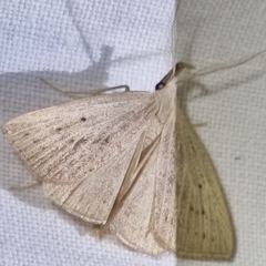 Macrochilo cribrumalis