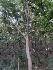 Tilia miqueliana