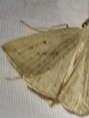 Macrochilo cribrumalis