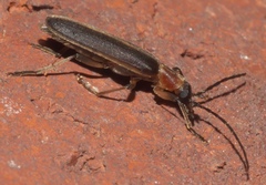 Oxycopis mimetica