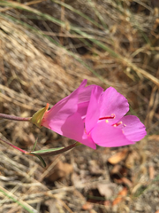 Clarkia gracilis