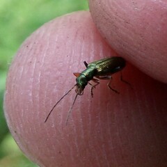 Chrysanthia geniculata