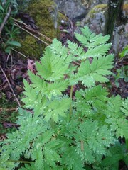 Dicentra eximia
