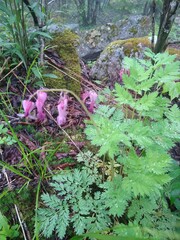Dicentra eximia