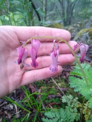 Dicentra eximia