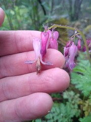 Dicentra eximia
