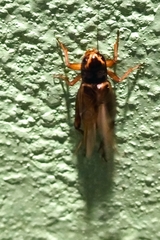 Teleogryllus occipitalis