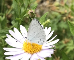Celastrina argiolus
