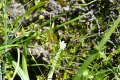 Stellaria crassifolia