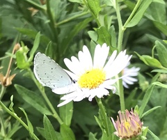 Celastrina argiolus