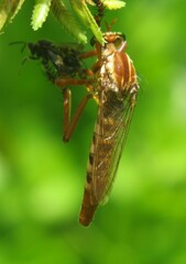 Diogmites angustipennis