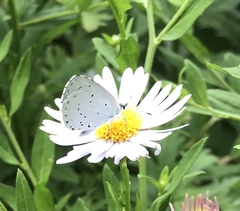 Celastrina argiolus
