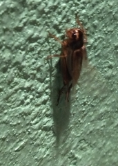 Teleogryllus occipitalis