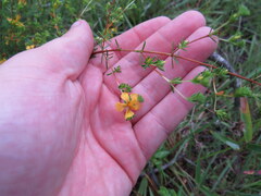 Hypericum brachyphyllum
