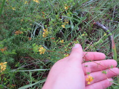 Hypericum brachyphyllum