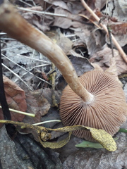 Hebeloma quercetorum