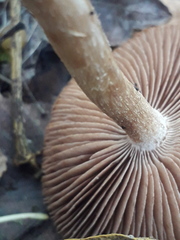 Hebeloma quercetorum