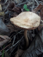 Hebeloma quercetorum