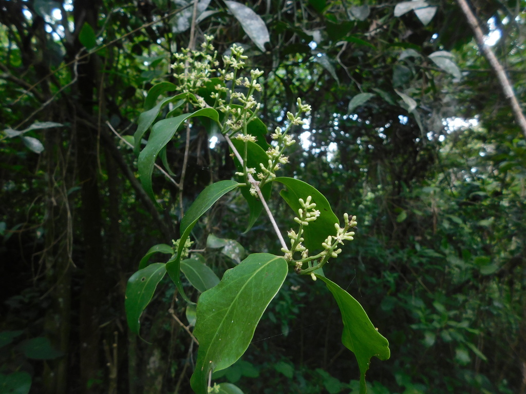 Struthanthus crassipes