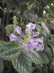 Strobilanthes auriculata dyeriana