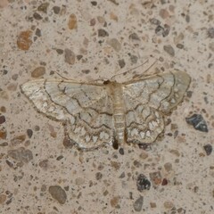 Idaea moniliata